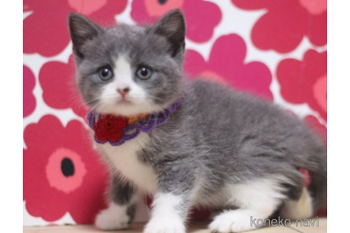 成約済の東京都のスコティッシュフォールド-70785の3枚目